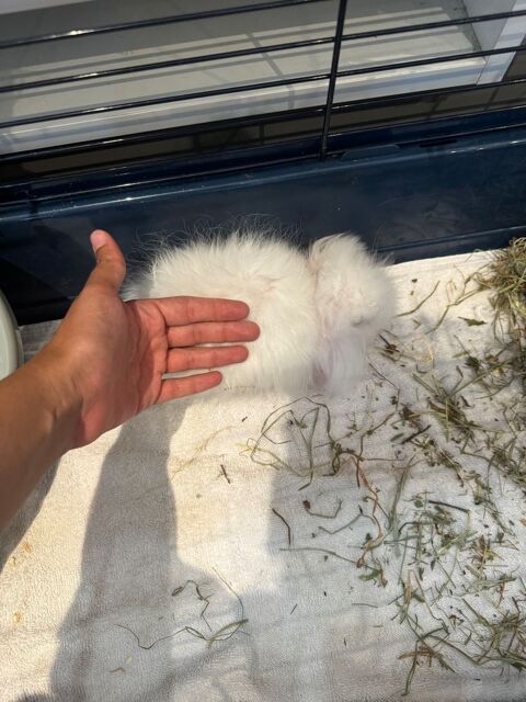 Lapins nains beliers angora 180 13200 Arles