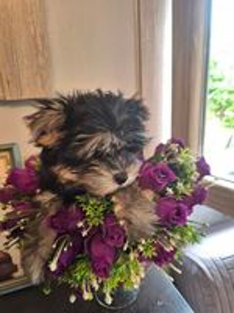   Vend chiot mâle Yorkshire vacc puce 
