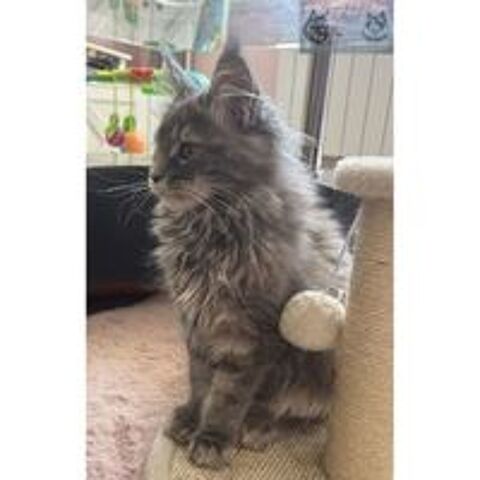   Chaton femelle Maine Coon 