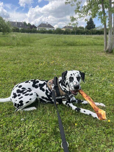 chien a donnee 0 72260 Ren