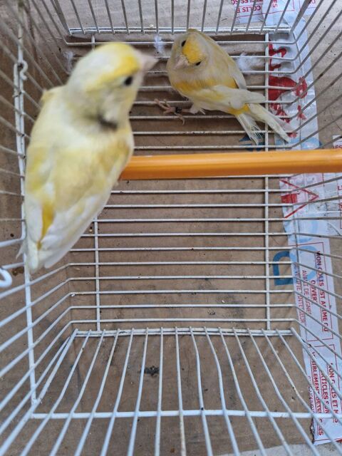 Canari male 2025 20 42400 Saint-chamond