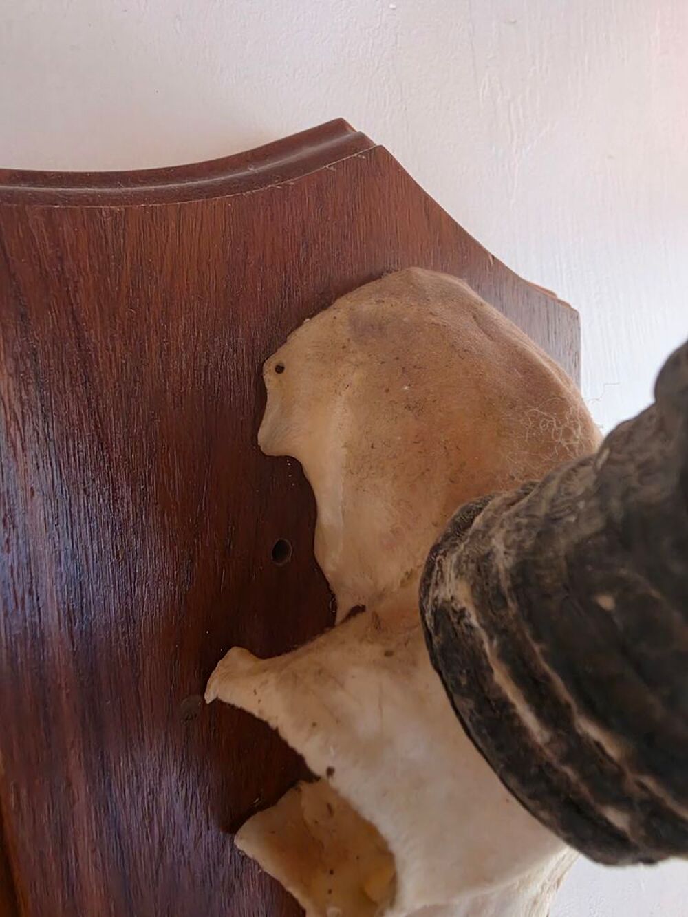 Cr&acirc;nes Ovin et d'antilope Springbock Décoration