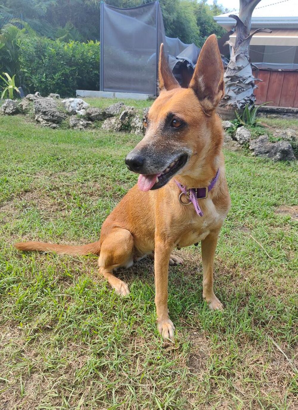   ✨️ MALIA ✨️ 🐶 