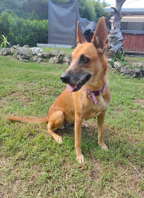✨️ MALIA ✨️ 🐶 350 77400 La pomponnette