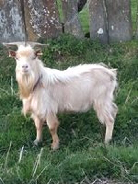   Opeth, bouc nain à adopter 