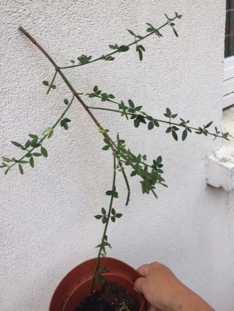 JASMIN D HIVER JAUNE Maisons-Alfort (94)
