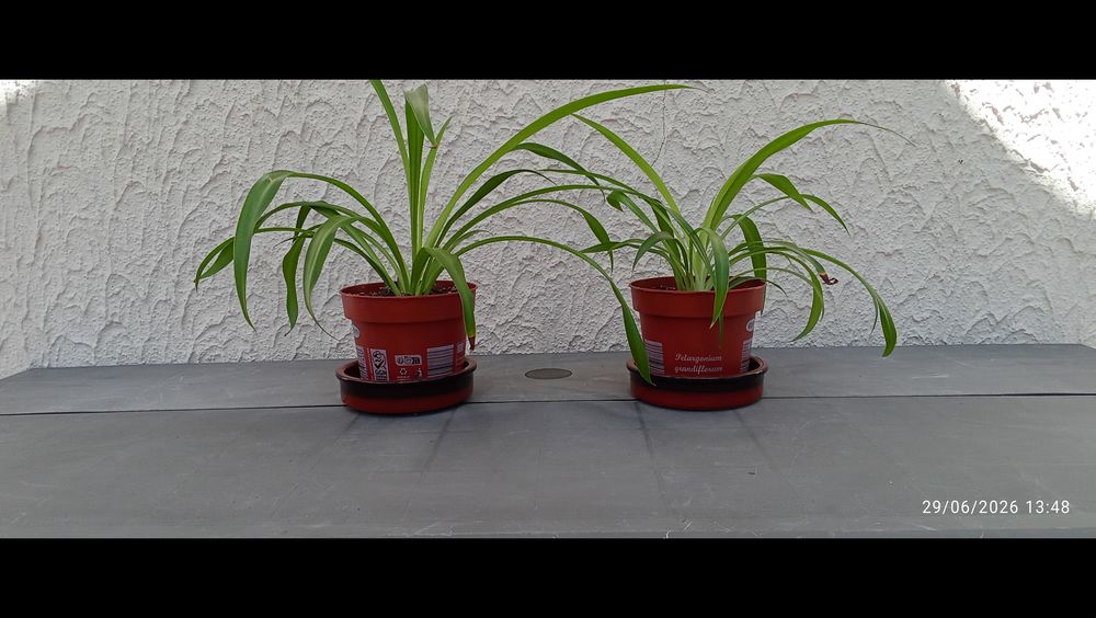 PLANTES ARAIGNEES Jardin