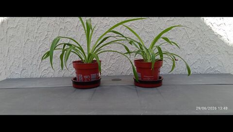 PLANTES ARAIGNEES 1.5 Elbeuf (76)