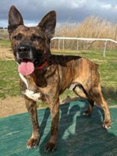   FLINN, berger hollandais 3 ans SAUVETAGE 