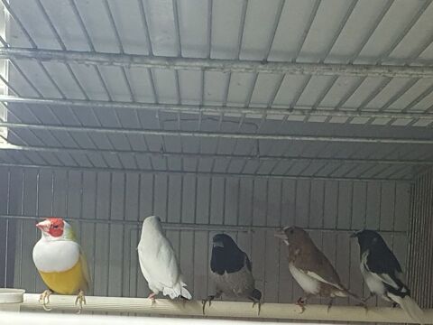 moineaux du japon 5 77390 Argenti�res