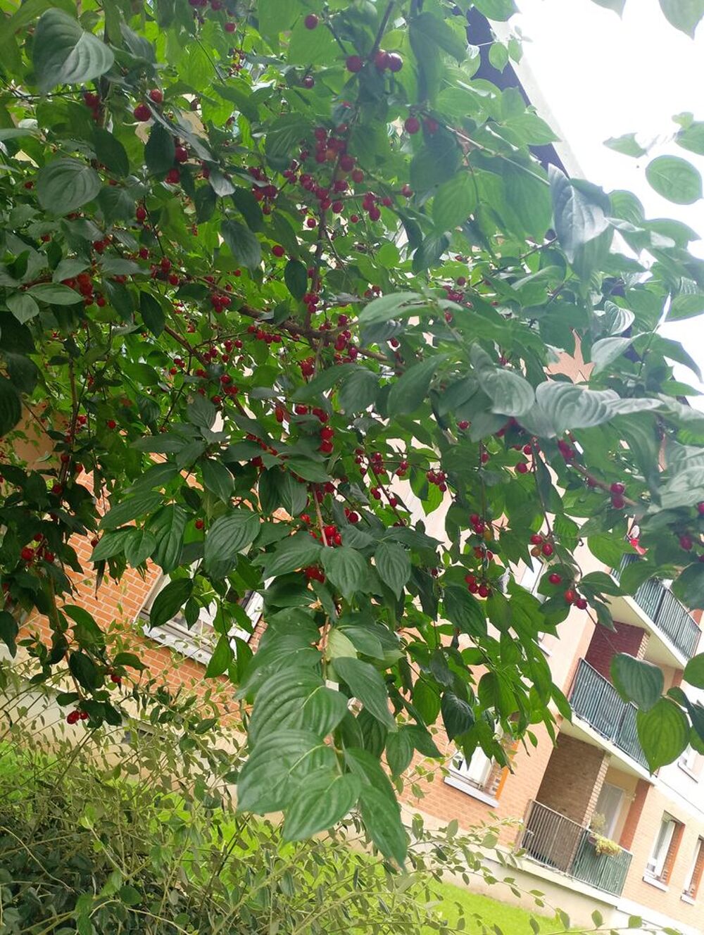   Jardinier paysagiste  