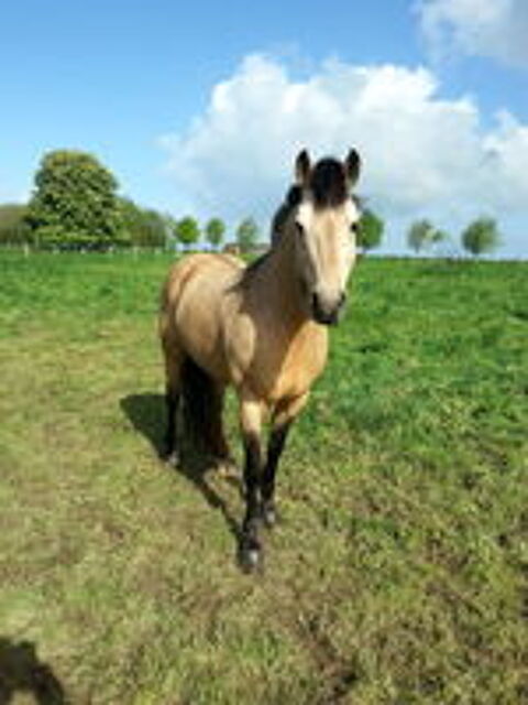   Propose ETALON pour saillir ponette ou jument 