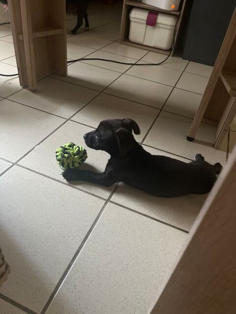 Chiot femelle et m&acirc;le  cherche une famille ! 0 86000 Poitiers
