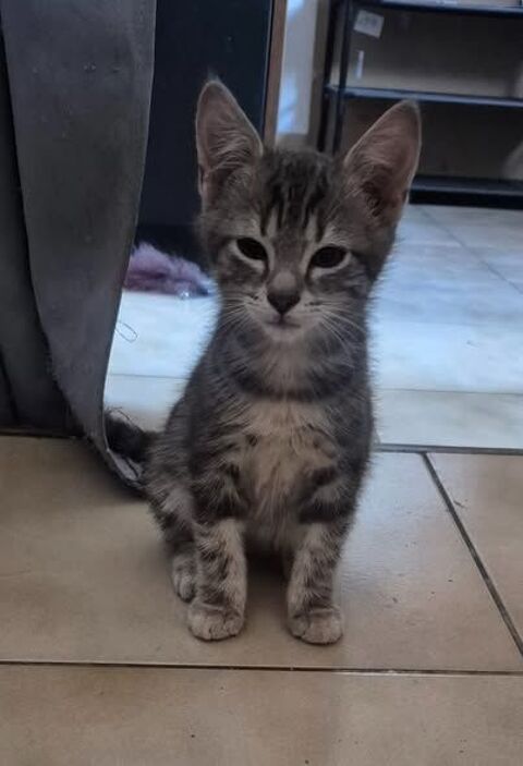 chaton &agrave; donner 0 89000 Auxerre