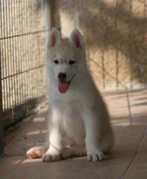   Superbes chiots husky siberien à reserver 