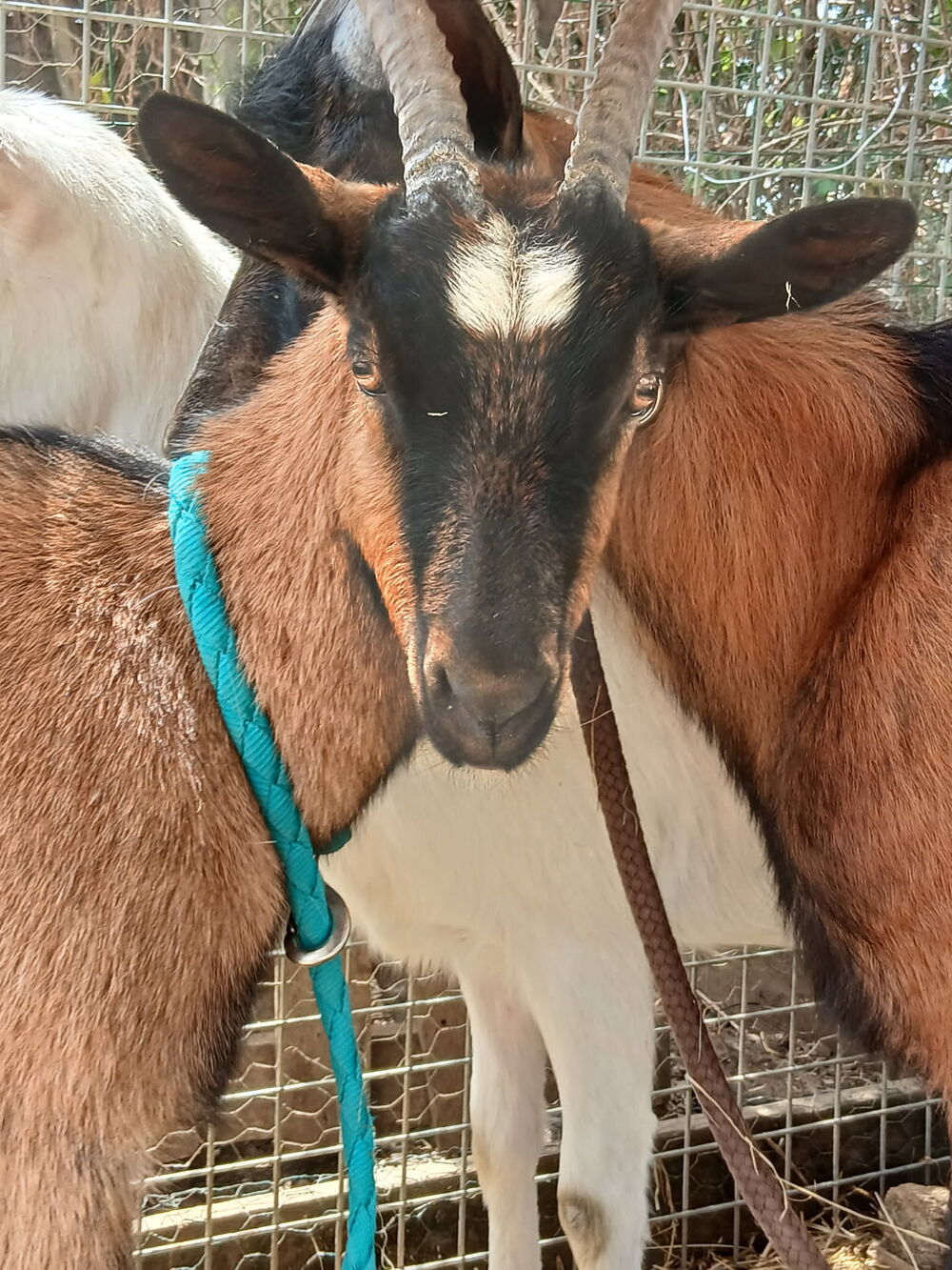   Une chaivre Saanen  Une chaivre alpine et un bouc alpine l 