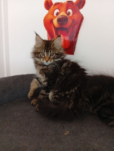 Chatonsmainecoonnonloof 550 59640 Dunkerque