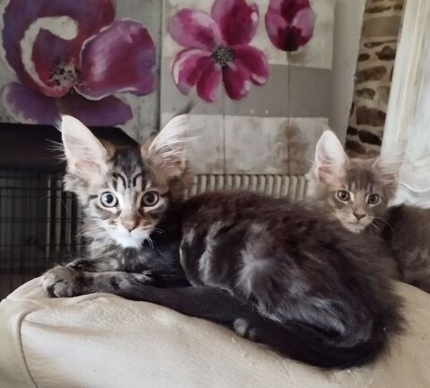 Maine Coon loof 900 56140 Tréal