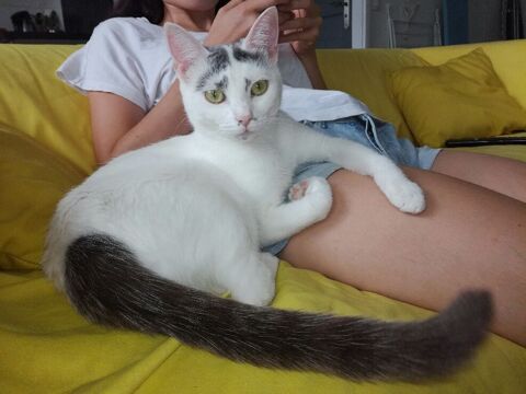 Nessy, europenne blanche et grise, 3 ans 75017 Paris