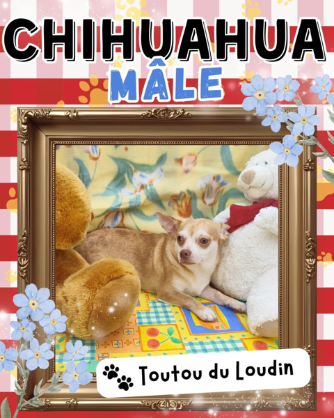 Chiot chihuahua m&acirc;le poils courts 450 18140 Précy