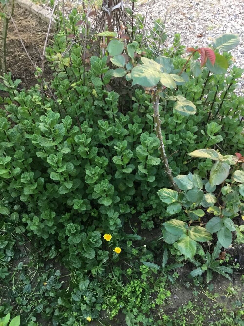 Menthe en pot,o&ugrave; en tige avec racine &agrave; repiquer. Jardin