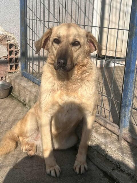 VANJA crois&eacute;e berger 2 ans 280 59300 Valenciennes