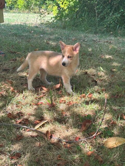 Pomsky f3 800 24410 Festalemps