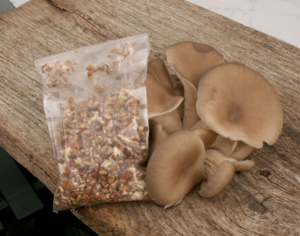 Mycelium de pleurotes 800 grammes Jardin