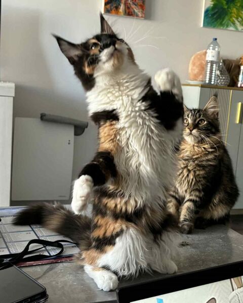 Superbe femelle maine coon loof 1500 51100 Reims