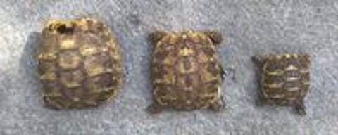   Tortues juv�niles de 2025 / Possibilit� d'en avoir + ag�es 
