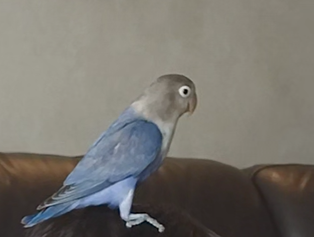   Insparable bleu  