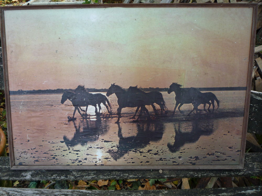 Poster chevaux Camargue Décoration
