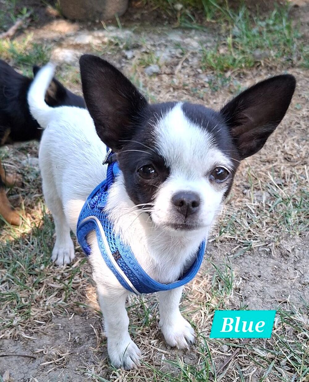   Chiot femelle chihuahua pure race 