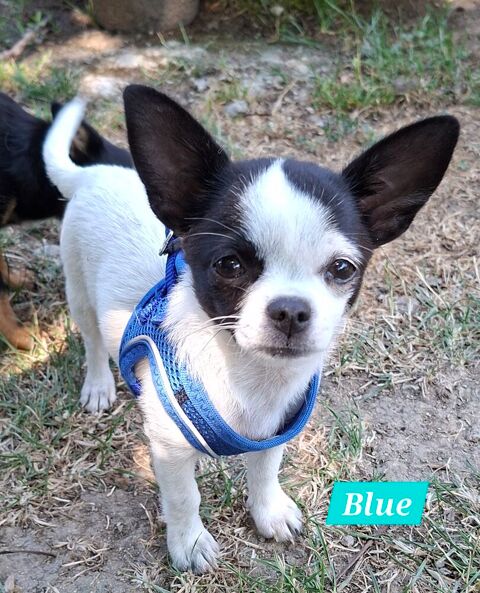 Chiot femelle chihuahua pure race 0 42320 Farnay