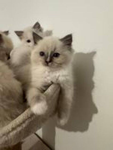   de merveilleux chatons Ragdolls LOOF 