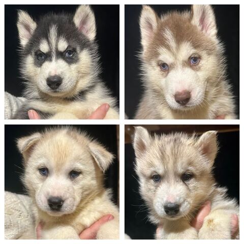 Chiots husky LOF 1100 44410 Herbignac