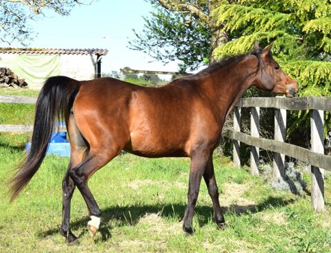 Superbe Jument &eacute;gyptienne  0 47120 Savignac-de-duras