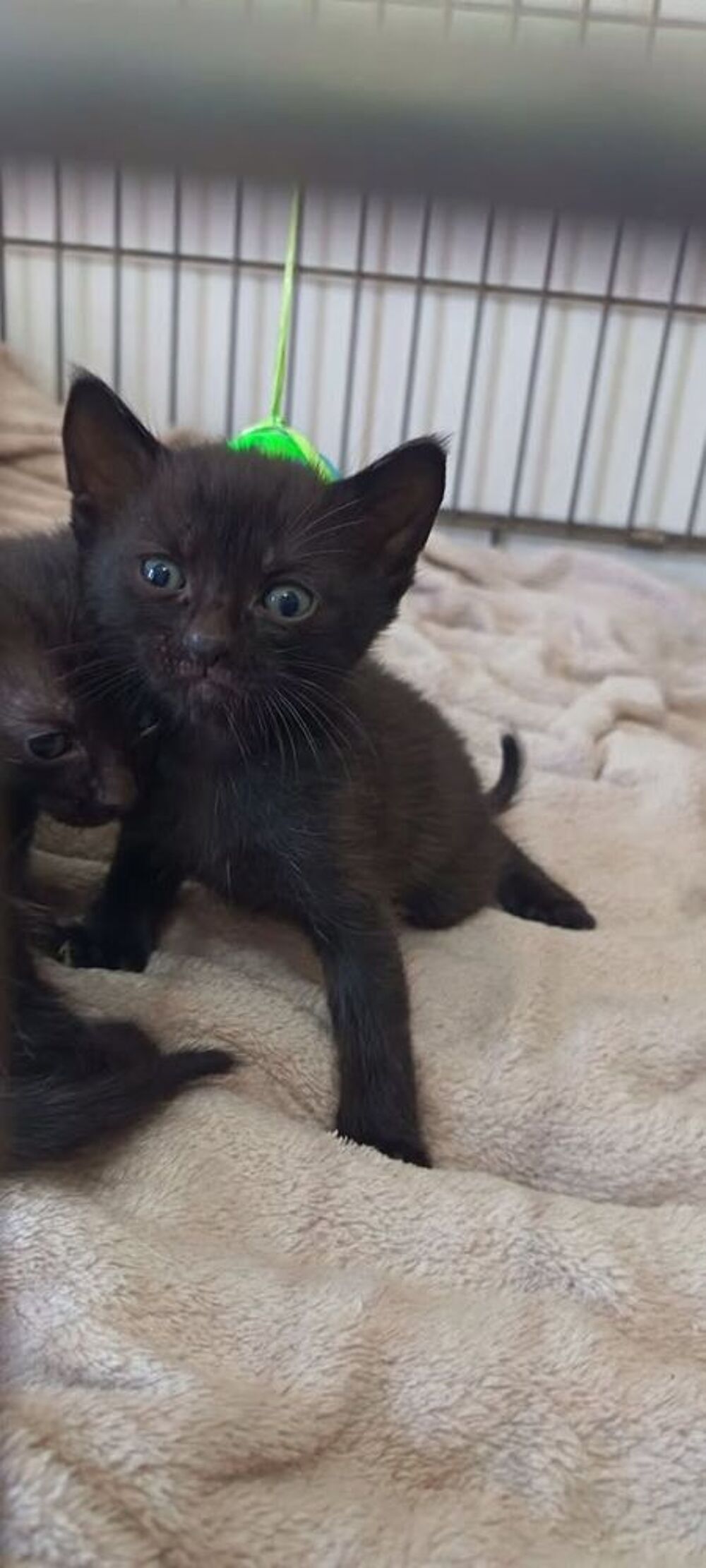   Chat CACHAREL à l adoption 
