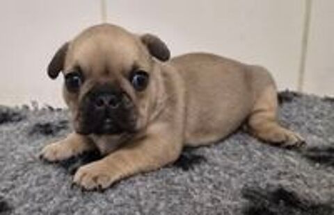   A reserver magnifique chiots bouledogue francais 