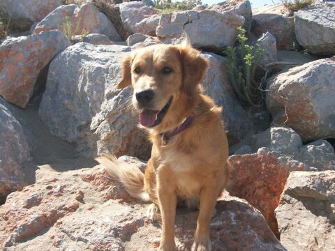 Pension pour animaux de compagnie  32130 Monblanc