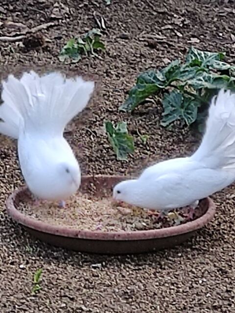pigeons paons blancs 7 85440 Grosbreuil