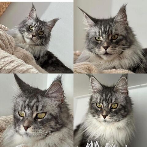 Femelle maine coon LOOF & teste santé RAS & stérilisé & Prestigieuses origines 790 66450 Pollestres