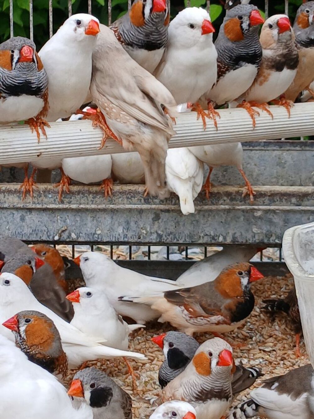   Mandarins  