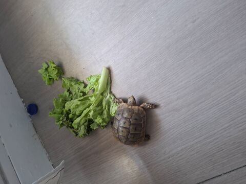 Tortue 100 17000 La rochelle