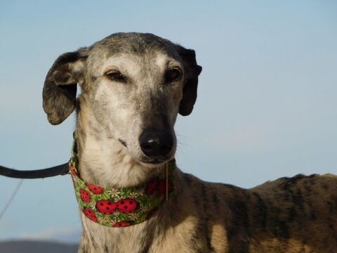 SONAJERA🩷 une sublime galga senior bring&eacute;e qui va vous choisir 195 24140 Douville