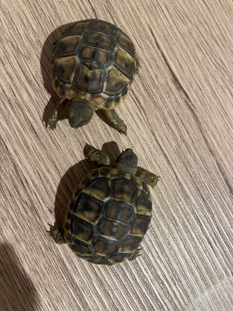 Tortue juvnile 66000 Perpignan