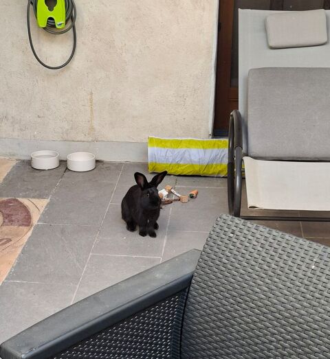 Lapin b&eacute;lier/fermier 15 34530 Montagnac