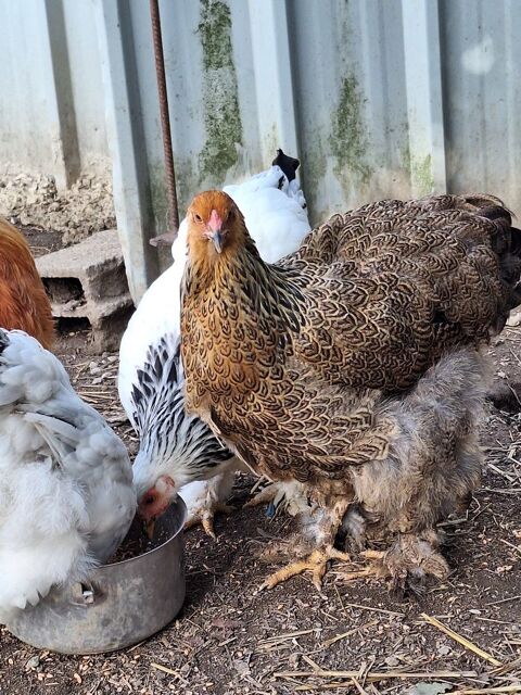 Poule brahma 30 56190 Le guerno