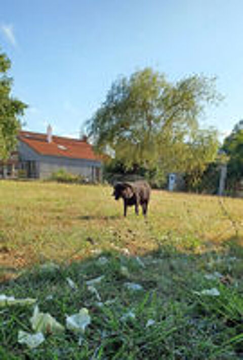   NARUTO, gentil mouton d'Ouessant noir à adopter via l'association UMA 