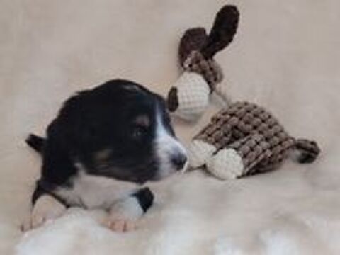   Chiots Berger Australien LOF 